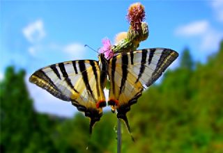 Erik Krlangkuyruk (Iphiclides podalirius)