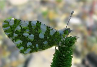 Da Oykls (Euchloe ausonia)