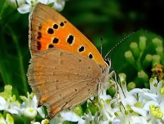 Benekli Bakr Gzeli (Lycaena phlaeas)