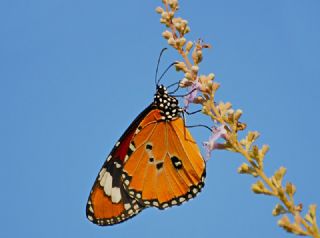 Sultan (Danaus chrysippus)