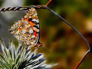 Diken Kelebei (Vanessa cardui)