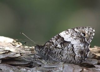 Byk Karamelek (Hipparchia syriaca)