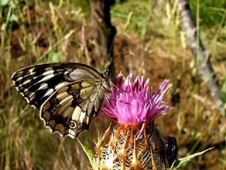 Kara Melike (Melanargia syriaca)