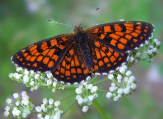 Amannisa (Melitaea athalia)