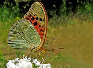 Bahadr (Argynnis pandora)