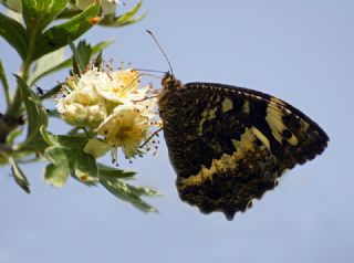 Kara Murat (Brintesia  circe)