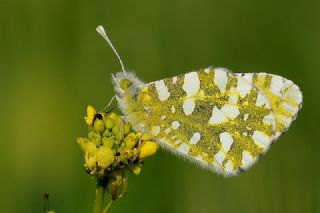 Da Oykls (Euchloe ausonia)