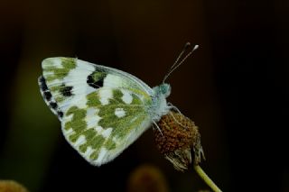 Yeni Beneklimelek (Pontia edusa)