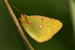 Sar Azamet (Colias croceus)