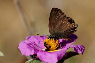 Byk Sevbeni (Satyrium ilicis)