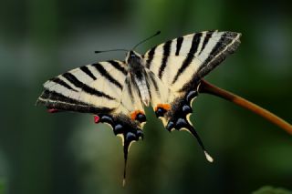 Erik Krlangkuyruk (Iphiclides podalirius)