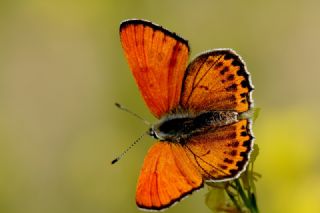 Kk Ate Gzeli (Lycaena thersamon)