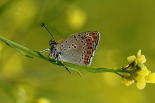 Kk Ate Gzeli (Lycaena thersamon)
