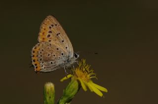 Kk Ate Gzeli (Lycaena thersamon)