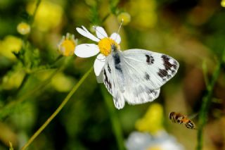 Yeni Beneklimelek (Pontia edusa)