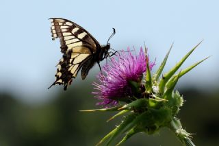 Krlangkuyruk (Papilio machaon)