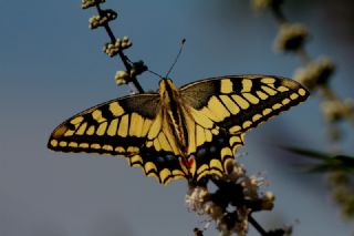 Krlangkuyruk (Papilio machaon)