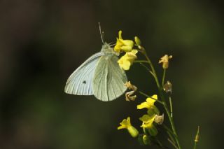 Kk Beyazmelek (Pieris rapae)