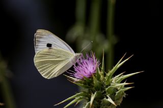 Byk Beyazmelek  (Pieris brassicae)