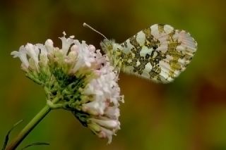 Turuncu Ssl (Anthocharis cardamines)