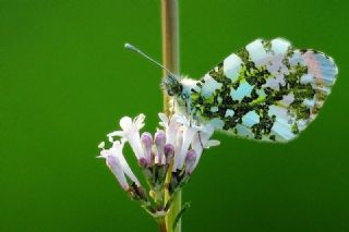 Turuncu Ssl (Anthocharis cardamines)