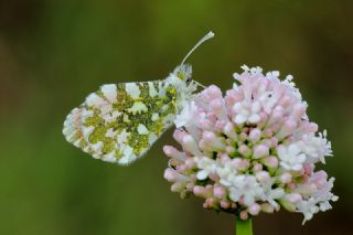 Turuncu Ssl (Anthocharis cardamines)