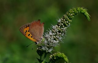 Benekli Bakr Gzeli (Lycaena phlaeas)