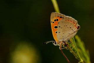 Benekli Bakr Gzeli (Lycaena phlaeas)