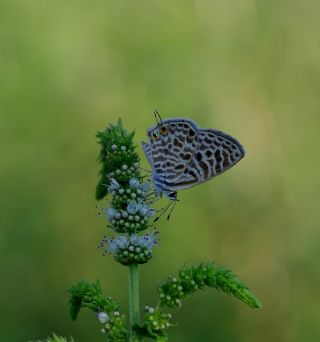 Mavi Zebra (Leptotes pirithous)