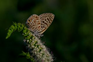 Mavi Zebra (Leptotes pirithous)