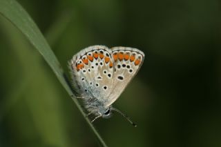 okgzl Esmer (Aricia agestis)