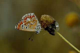 okgzl Esmer (Aricia agestis)