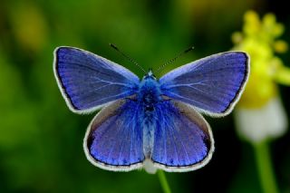 okgzl Mavi (Polyommatus icarus)