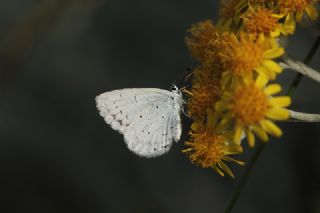 Kutsal Mavi (Celastrina argiolus)