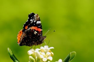 Atalanta (Vanessa atalanta)