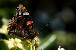 Atalanta (Vanessa atalanta)