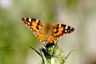 Diken Kelebei (Vanessa cardui)