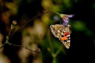 Diken Kelebei (Vanessa cardui)