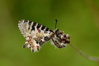 Orman Fistosu (Allancastria  cerisyi)