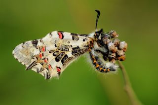 Orman Fistosu (Allancastria  cerisyi)