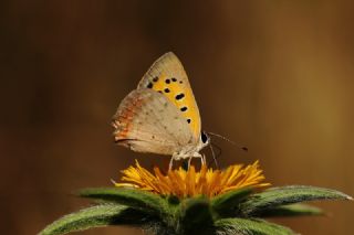 Benekli Bakr Gzeli (Lycaena phlaeas)