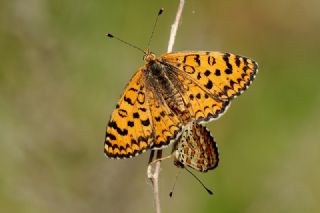 Gzel parhan (Melitaea syriaca)