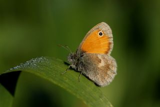 Kk Zpzp Perisi (Coenonympha pamphilus)