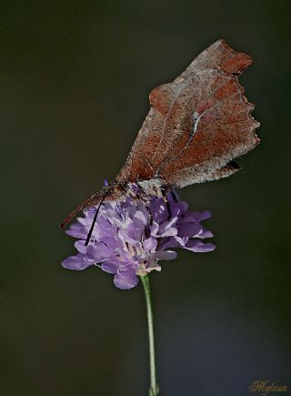 itlembik Kelebei (Libythea celtis)