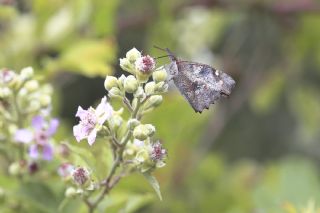 �itlembik Kelebe�i&nbsp;(Libythea&nbsp;celtis)