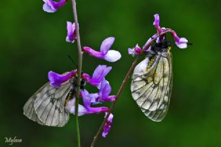 Dumanl Apollo (Parnassius mnemosyne)