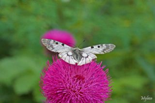 Dumanl Apollo (Parnassius mnemosyne)