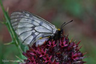 Dumanl Apollo (Parnassius mnemosyne)