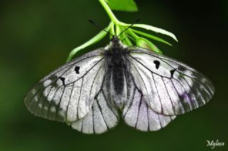 Dumanl Apollo (Parnassius mnemosyne)