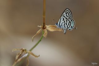 Balkan Kaplan (Tarucus balkanicus)